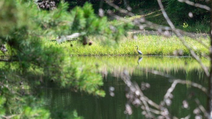 Vogel auf dem Gelände von Ferncliff