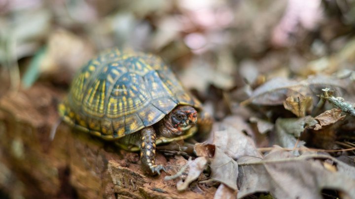 Schildkröte in Ferncliff